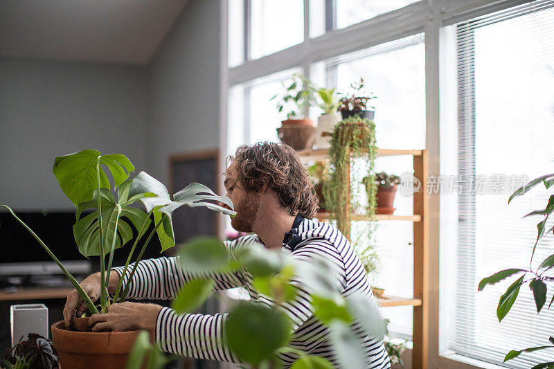 室内园艺，年轻的红发男子盆栽一种外来植物，Monstera Deliciosa